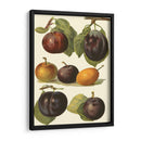 Variedades De Ciruela Ii - John Wright | Cuadro decorativo de Canvas Lab