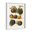 Variedades De Ciruela Ii - John Wright | Cuadro decorativo de Canvas Lab