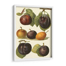 Variedades De Ciruela Ii - John Wright | Cuadro decorativo de Canvas Lab