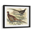 Variedades Faisanes V - Vision Studio | Cuadro decorativo de Canvas Lab