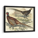 Variedades Faisanes V - Vision Studio | Cuadro decorativo de Canvas Lab