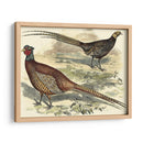 Variedades Faisanes V - Vision Studio | Cuadro decorativo de Canvas Lab