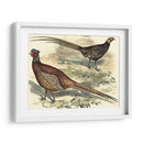 Variedades Faisanes V - Vision Studio | Cuadro decorativo de Canvas Lab