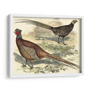 Variedades Faisanes V - Vision Studio | Cuadro decorativo de Canvas Lab