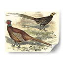 Variedades Faisanes V - Vision Studio | Cuadro decorativo de Canvas Lab