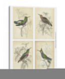 Colibríes De Jardine | Cuadro decorativo de Canvas Lab