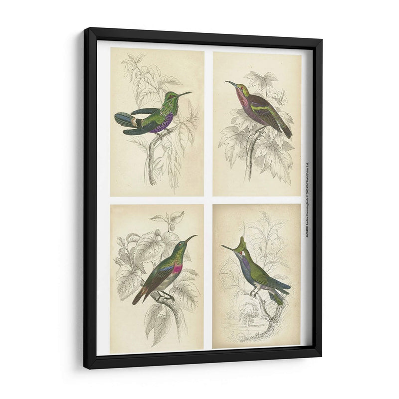 Colibríes De Jardine | Cuadro decorativo de Canvas Lab