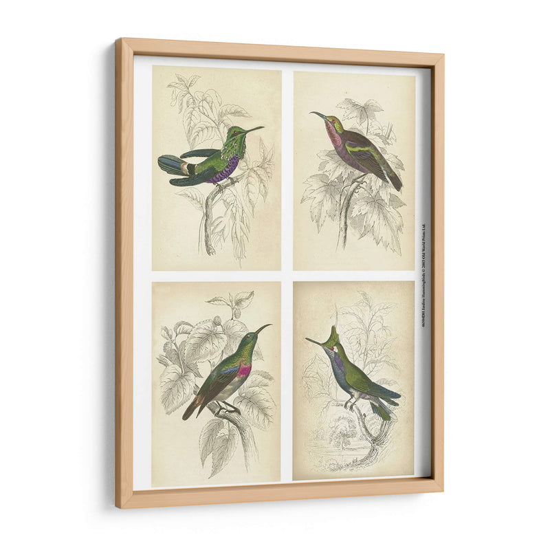 Colibríes De Jardine | Cuadro decorativo de Canvas Lab