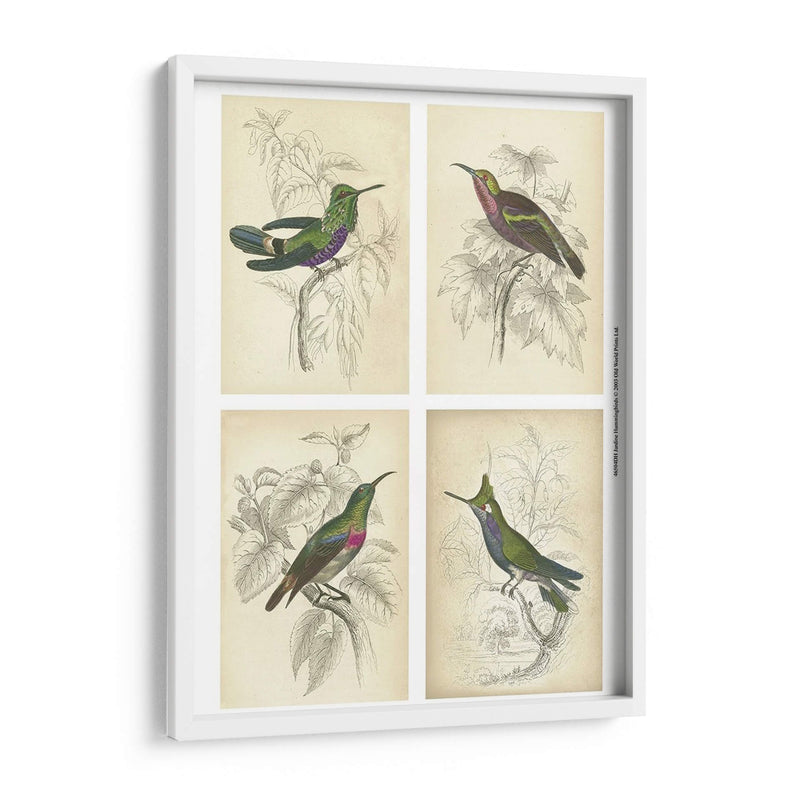 Colibríes De Jardine | Cuadro decorativo de Canvas Lab