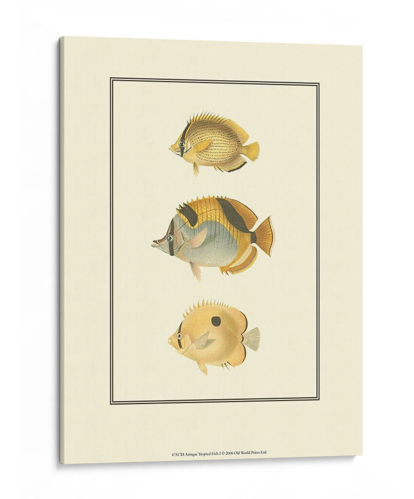 Peces Tropicales Antiguos I - Vision Studio | Cuadro decorativo de Canvas Lab