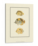 Peces Tropicales Antiguos I - Vision Studio | Cuadro decorativo de Canvas Lab