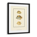 Peces Tropicales Antiguos I - Vision Studio | Cuadro decorativo de Canvas Lab