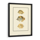 Peces Tropicales Antiguos I - Vision Studio | Cuadro decorativo de Canvas Lab