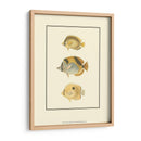 Peces Tropicales Antiguos I - Vision Studio | Cuadro decorativo de Canvas Lab