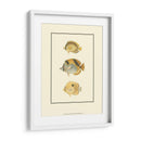 Peces Tropicales Antiguos I - Vision Studio | Cuadro decorativo de Canvas Lab