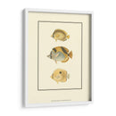 Peces Tropicales Antiguos I - Vision Studio | Cuadro decorativo de Canvas Lab