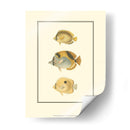 Peces Tropicales Antiguos I - Vision Studio | Cuadro decorativo de Canvas Lab