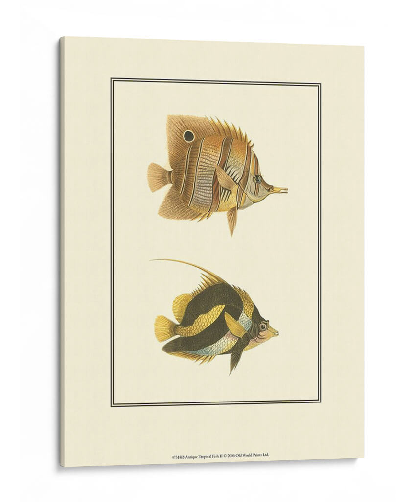 Peces Tropicales Antiguos Ii - Vision Studio | Cuadro decorativo de Canvas Lab
