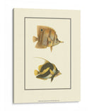 Peces Tropicales Antiguos Ii - Vision Studio | Cuadro decorativo de Canvas Lab