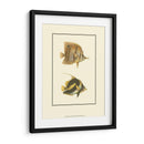 Peces Tropicales Antiguos Ii - Vision Studio | Cuadro decorativo de Canvas Lab