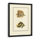 Peces Tropicales Antiguos Ii - Vision Studio | Cuadro decorativo de Canvas Lab