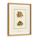 Peces Tropicales Antiguos Ii - Vision Studio | Cuadro decorativo de Canvas Lab