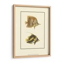 Peces Tropicales Antiguos Ii - Vision Studio | Cuadro decorativo de Canvas Lab
