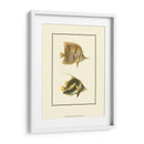 Peces Tropicales Antiguos Ii - Vision Studio | Cuadro decorativo de Canvas Lab