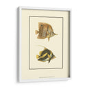 Peces Tropicales Antiguos Ii - Vision Studio | Cuadro decorativo de Canvas Lab
