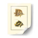Peces Tropicales Antiguos Ii - Vision Studio | Cuadro decorativo de Canvas Lab