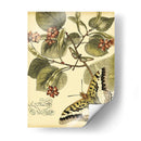 Mini Mariposas Caprichosas I - Vision Studio | Cuadro decorativo de Canvas Lab