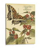 Mini Mariposas Caprichosas Ii - Vision Studio | Cuadro decorativo de Canvas Lab