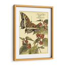 Mini Mariposas Caprichosas Ii - Vision Studio | Cuadro decorativo de Canvas Lab