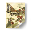 Mini Mariposas Caprichosas Ii - Vision Studio | Cuadro decorativo de Canvas Lab