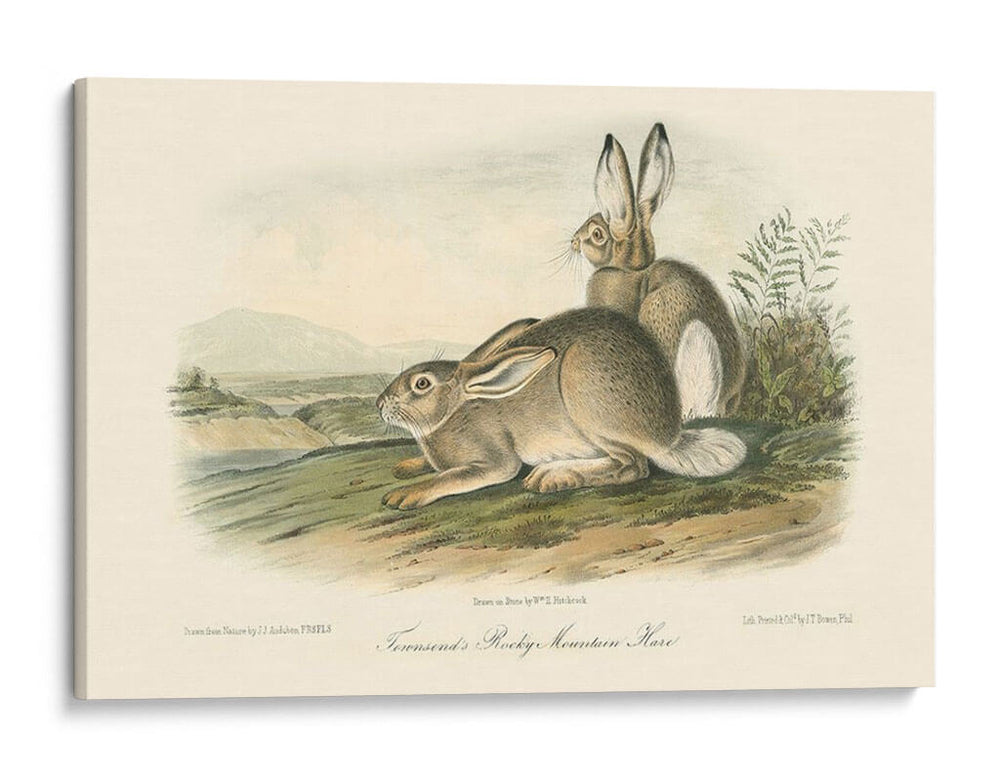 Liebre De Montaña Rocosa - John James Audubon | Cuadro decorativo de Canvas Lab