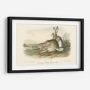 Liebre De Montaña Rocosa - John James Audubon | Cuadro decorativo de Canvas Lab