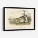 Liebre De Montaña Rocosa - John James Audubon | Cuadro decorativo de Canvas Lab