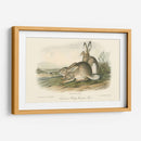 Liebre De Montaña Rocosa - John James Audubon | Cuadro decorativo de Canvas Lab