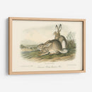 Liebre De Montaña Rocosa - John James Audubon | Cuadro decorativo de Canvas Lab