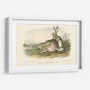 Liebre De Montaña Rocosa - John James Audubon | Cuadro decorativo de Canvas Lab
