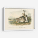 Liebre De Montaña Rocosa - John James Audubon | Cuadro decorativo de Canvas Lab