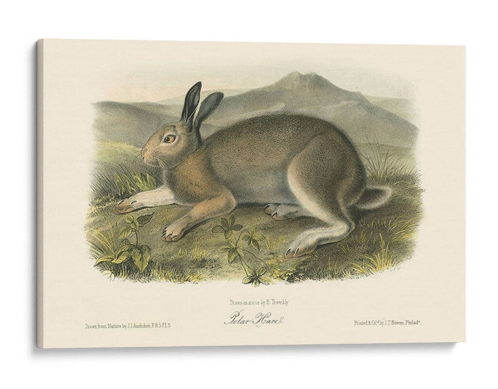 Liebre Polar - John James Audubon | Cuadro decorativo de Canvas Lab