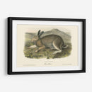 Liebre Polar - John James Audubon | Cuadro decorativo de Canvas Lab