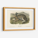 Liebre Polar - John James Audubon | Cuadro decorativo de Canvas Lab