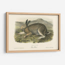 Liebre Polar - John James Audubon | Cuadro decorativo de Canvas Lab