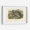 Liebre Polar - John James Audubon | Cuadro decorativo de Canvas Lab