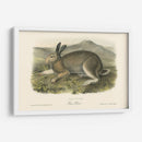Liebre Polar - John James Audubon | Cuadro decorativo de Canvas Lab