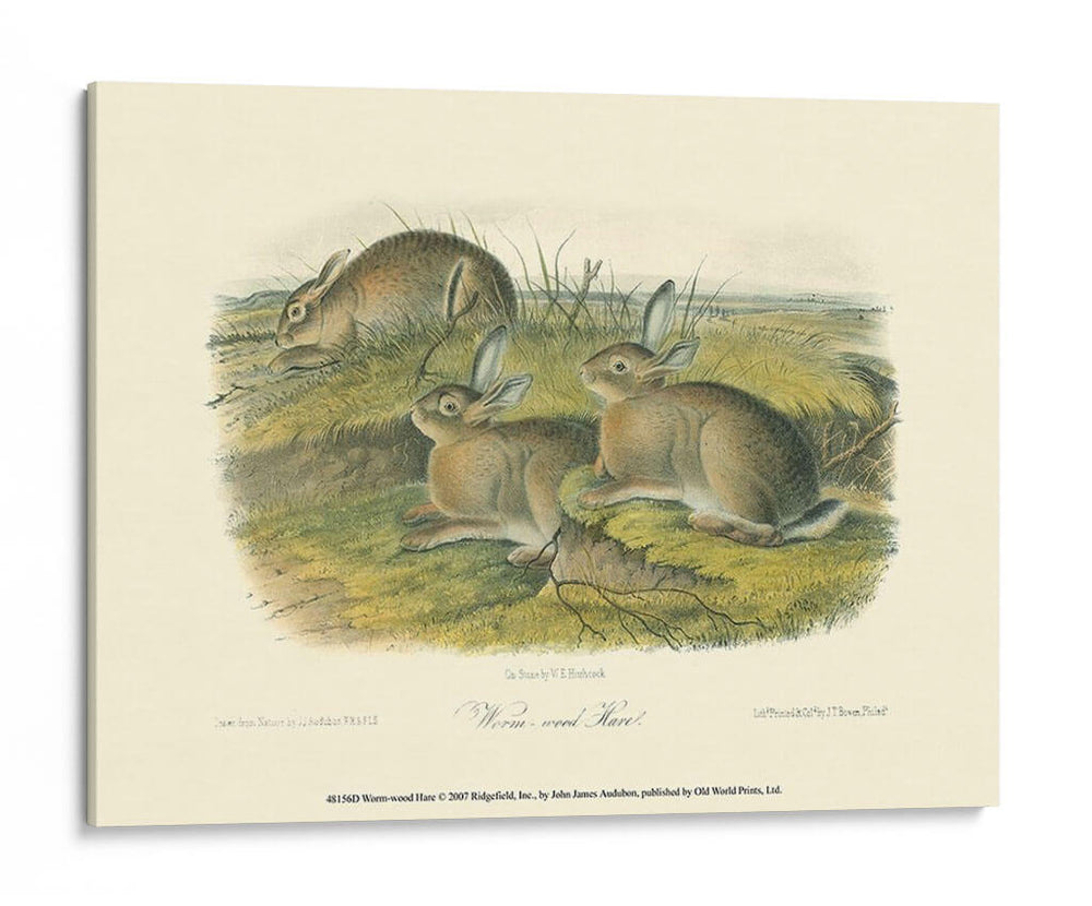 Liebre De Leña - John James Audubon | Cuadro decorativo de Canvas Lab