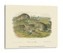 Liebre De Leña - John James Audubon | Cuadro decorativo de Canvas Lab