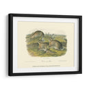 Liebre De Leña - John James Audubon | Cuadro decorativo de Canvas Lab